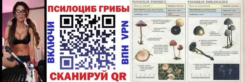 Купить где  Малаховка  Галлюциногенные грибы мицелий 